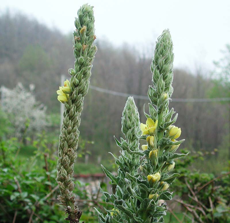  Image name: tasso barbasso2.jpg 
 width: 800 pixel 
 height: 776 pixel 
 Size: 75051 bytes 
 Click to enlarge 